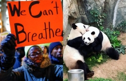 We can't breathe sign at protest beside pandas at Hong Kong zoo.
