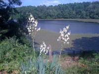 yucca plant