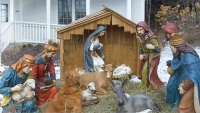 Golden Retriever sitting in lawn nativity scene